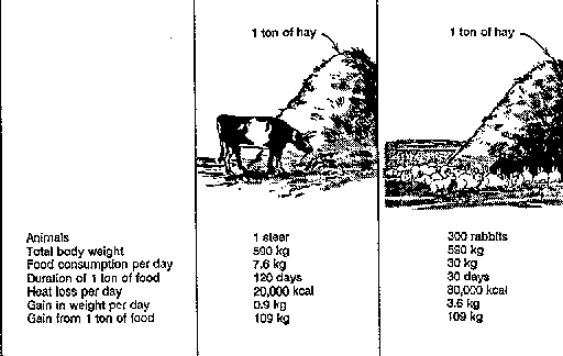 Digital rabbit scale max. 20kg, Miscellaneous, Rabbits